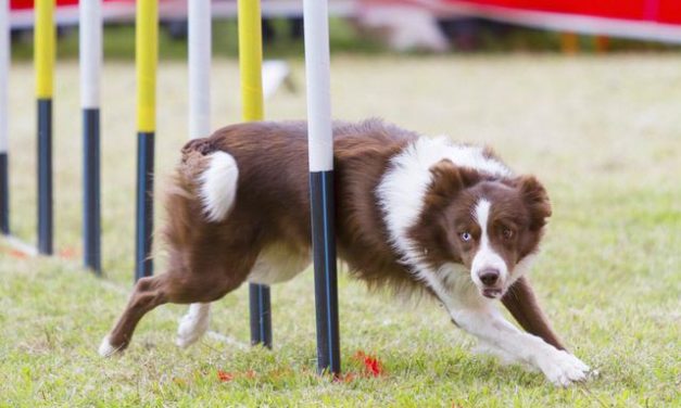 Morales de Campos acoge esta tarde una exhibición canina