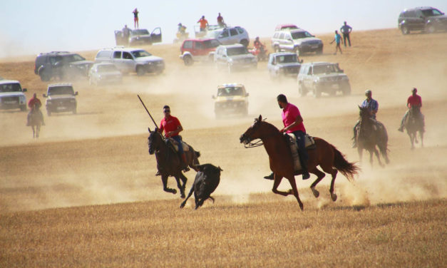 Rioseco celebrará su tradicional encierro de Castilviejo este sábado