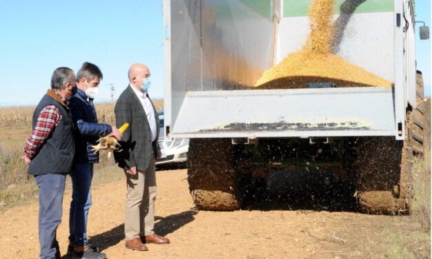 La cosecha de maíz sube en producción, en superficie y en rendimientos alcanzando los mejores números de los últimos 30 años, llegando a recogerse, de media, 12.734 kilos por hectárea