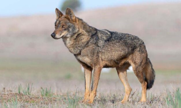 Castilla y León suspende todos los permisos para cazar lobos ante la inseguridad jurídica de la norma