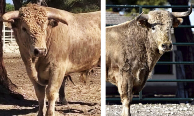 Los Toros del Cotillón de Villafrechós se llaman ‘Gallego’ y ‘Encumbrado’