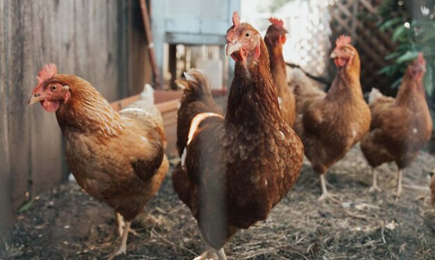 El sector avícola del territorio pide «cabeza para afrontar un problema que nos puede afectar a todos» en relación a la gripe aviar