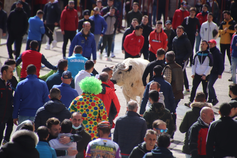 El Toro del Carnaval reúne a cientos de aficionados en Medina de Rioseco