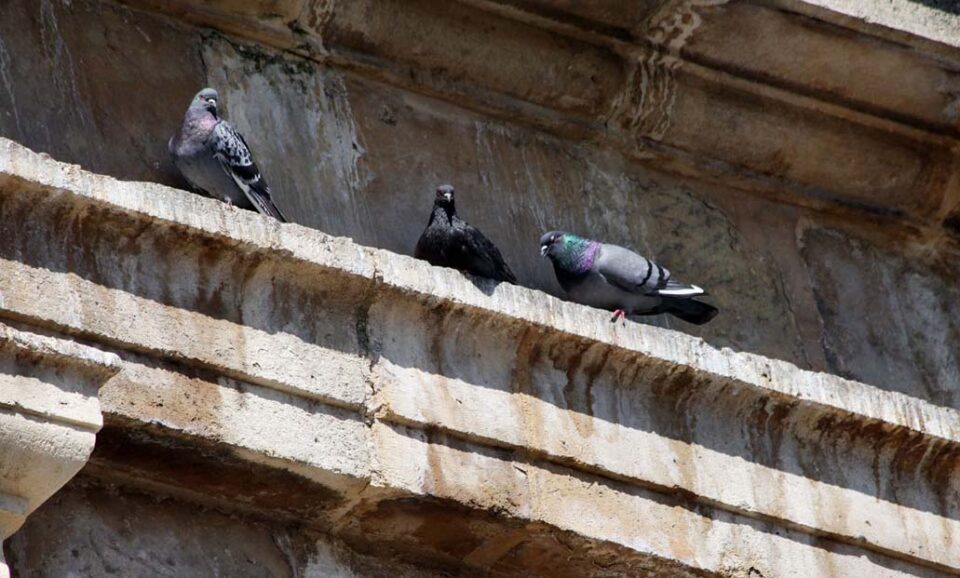 Medina de Rioseco logra controlar la mitad del censo de palomas en dos años