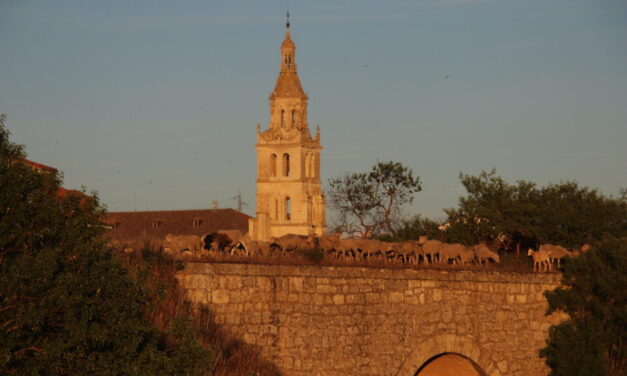 Ovejas trashumantes por Medina de Rioseco