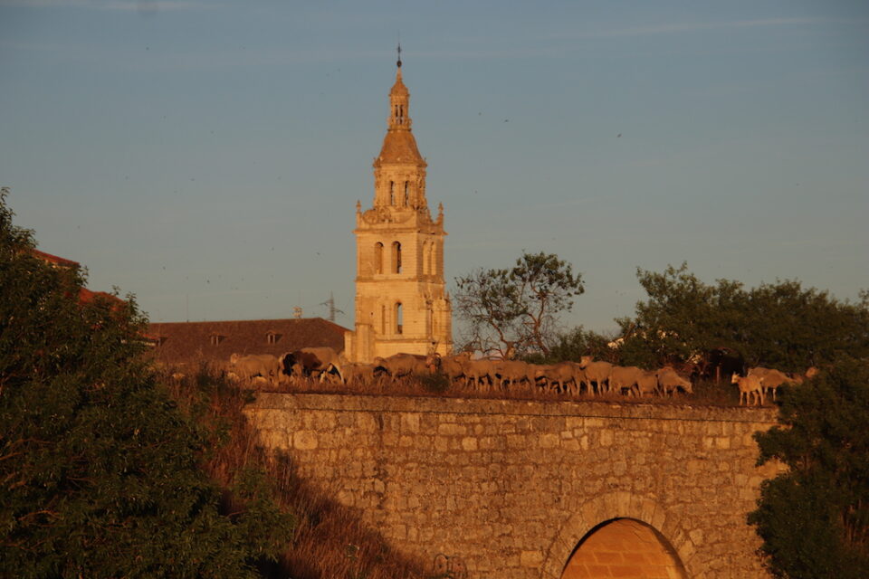 Ovejas trashumantes por Medina de Rioseco