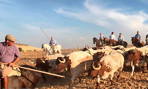 Villamayor de Campos acogerá un paseo trashumante de bueyes el 31 de julio