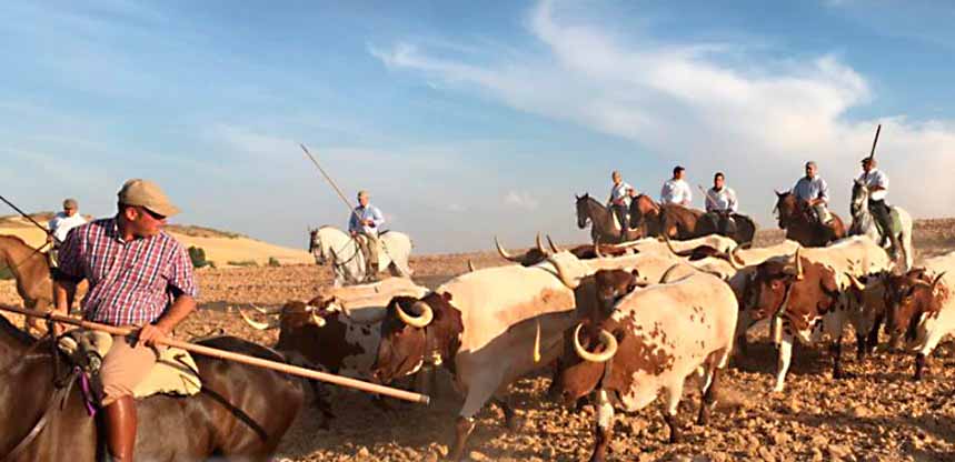 Villamayor de Campos acogerá un paseo trashumante de bueyes el 31 de julio