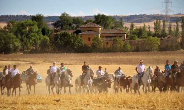 Medina de Rioseco celebra su tradicional encierro por el campo y paseo con bueyes