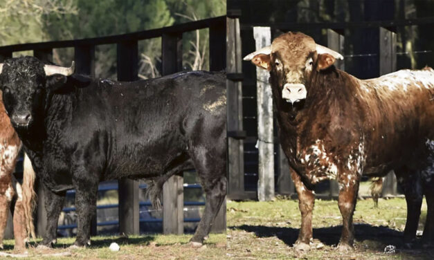 Villafrechós se prepara para disfrutar del Toro del Cotillón