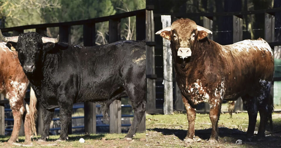 Villafrechós se prepara para disfrutar del Toro del Cotillón