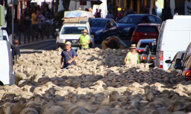 Las trashumantes extremeñas pasan por Medina de Rioseco