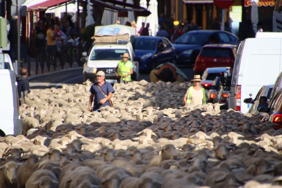 Las trashumantes extremeñas pasan por Medina de Rioseco