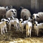 Granja Castilviejo convoca un concurso de dibujo infantil en torno a la oveja churra