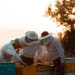 Matallana acogerá un curso de apicultura que permitirá observar la evolución de la abeja