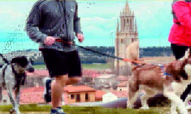 Ampudia acoge la II edición del Canicross con una carrera para disfrutar junto a los perros