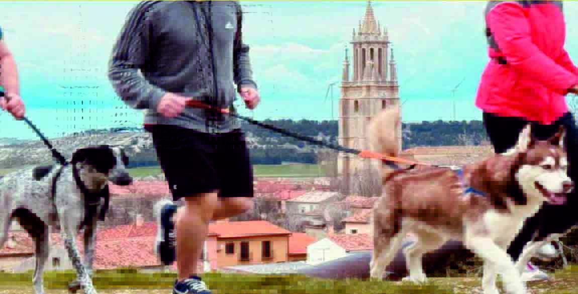 Ampudia acoge la II edición del Canicross con una carrera para disfrutar junto a los perros
